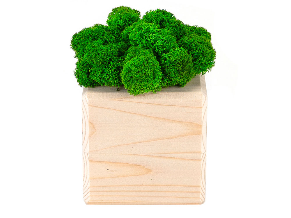 Композиция Мох в интерьере (Изображение 2)