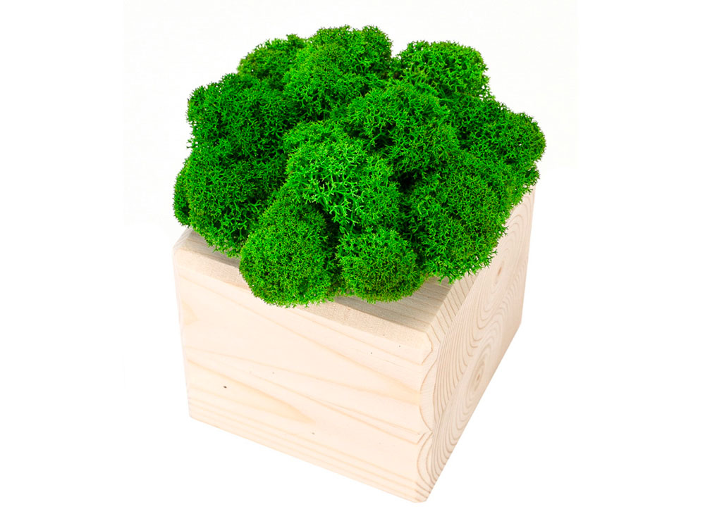 Композиция Мох в интерьере (Изображение 3)