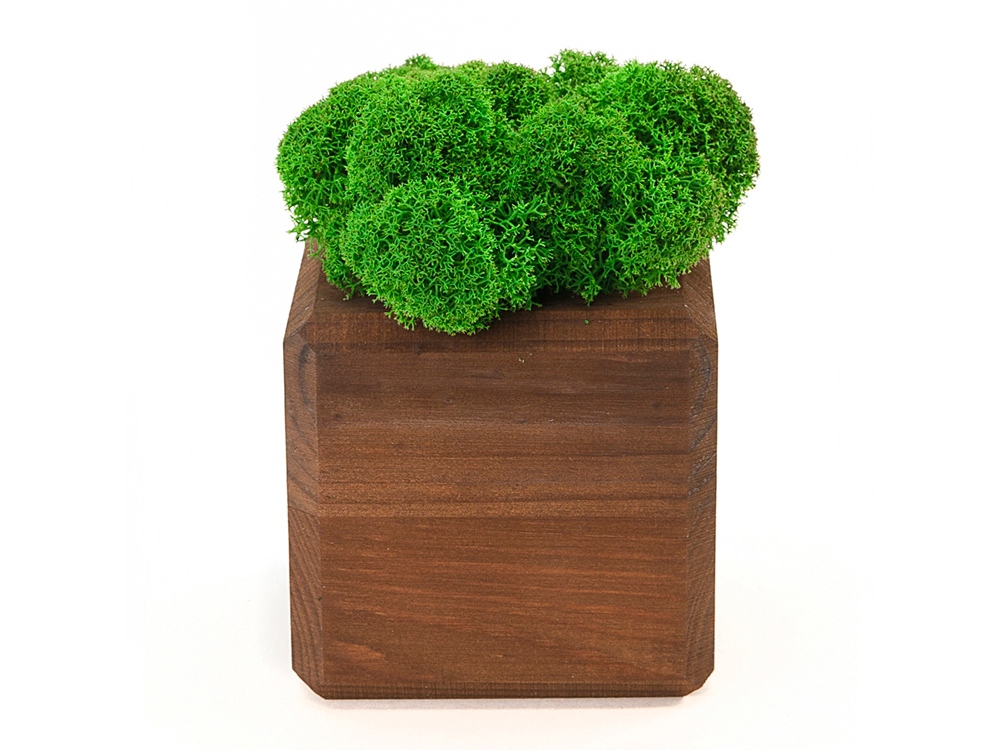 Композиция Мох в интерьере (коричневый)  (Изображение 1)