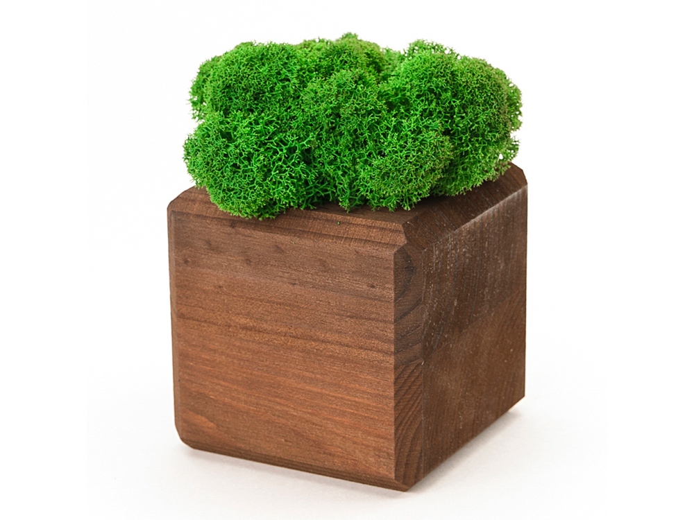 Композиция Мох в интерьере (коричневый)  (Изображение 2)