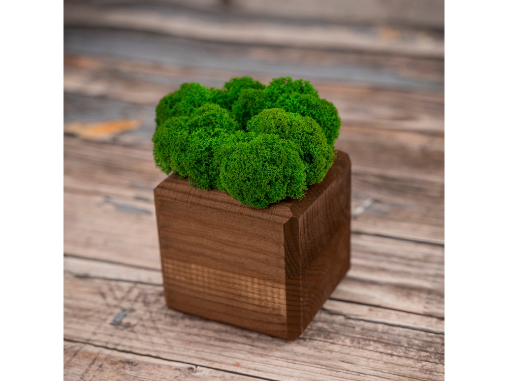 Композиция Мох в интерьере (коричневый)  (Изображение 3)