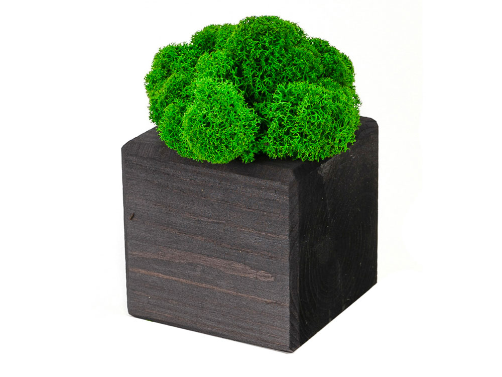 Композиция Мох в интерьере (черный)  (Изображение 1)