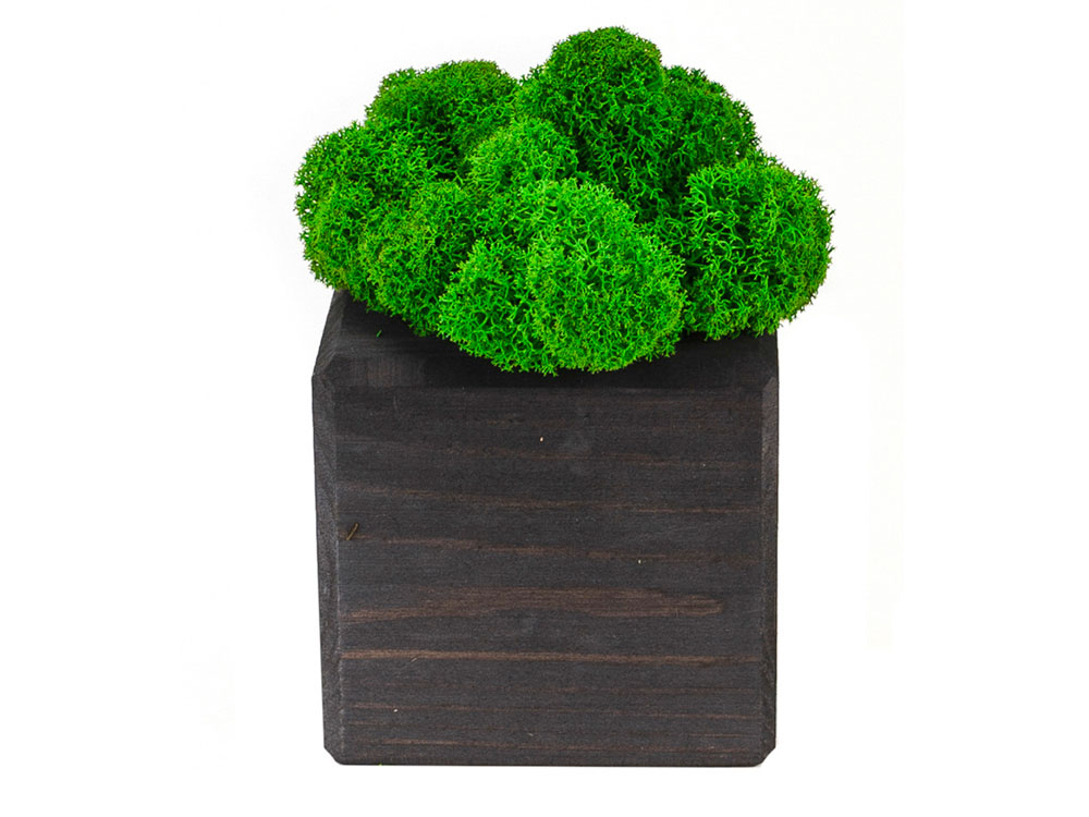 Композиция Мох в интерьере (черный)  (Изображение 2)