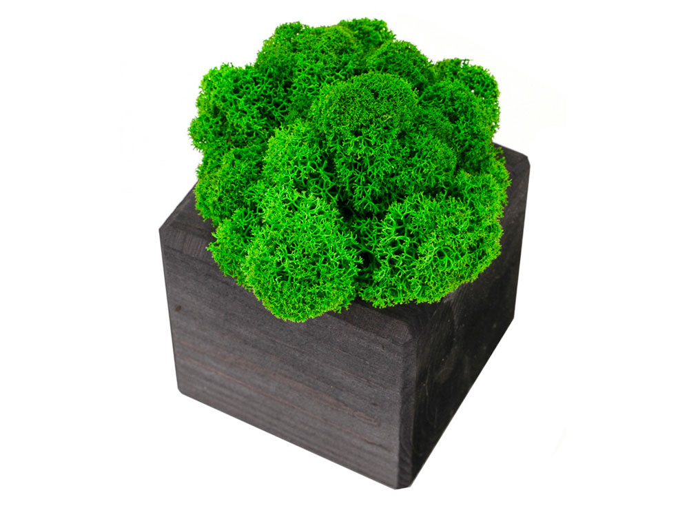 Композиция Мох в интерьере (черный)  (Изображение 3)