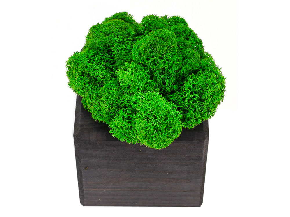 Композиция Мох в интерьере (черный)  (Изображение 4)