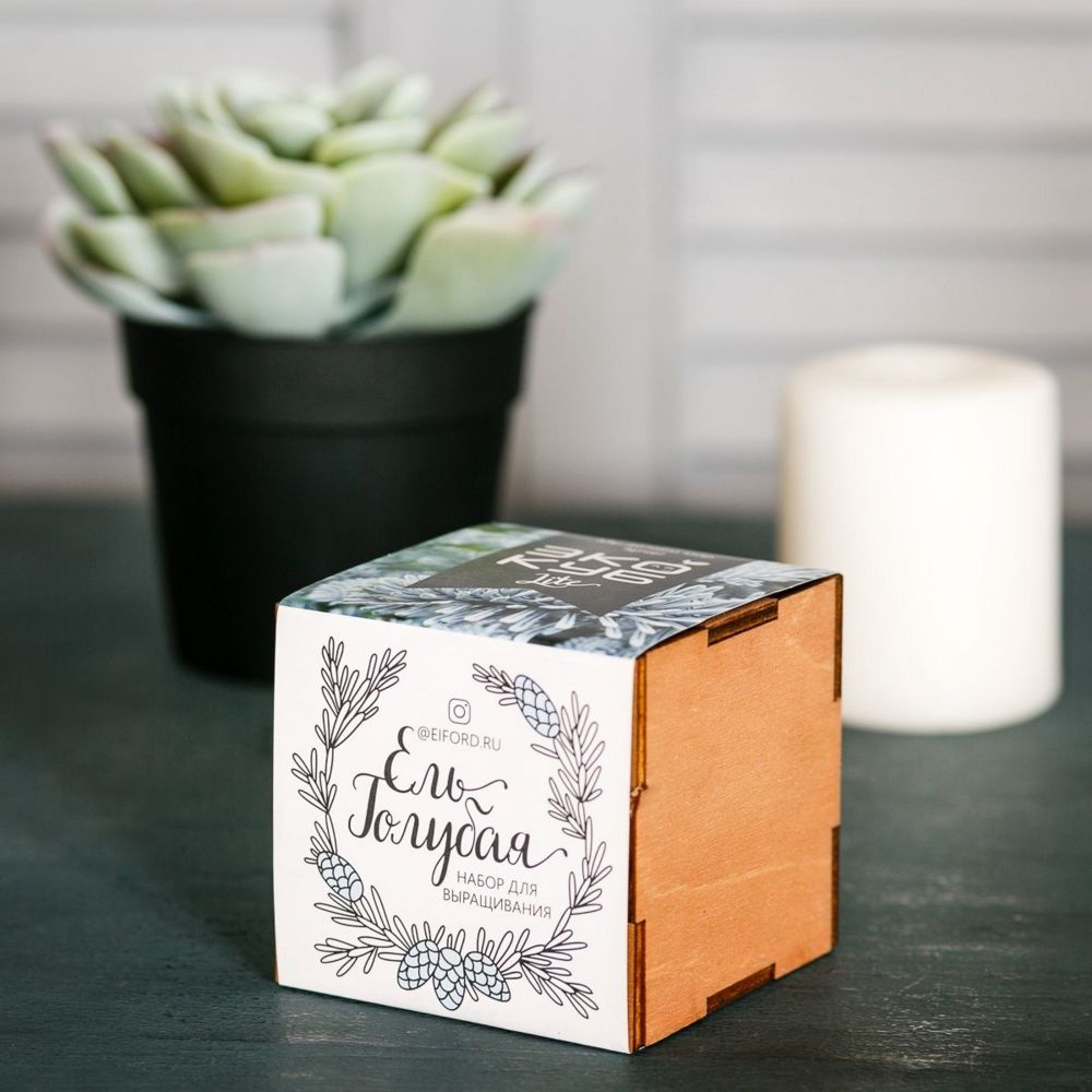 Набор для выращивания «Экокуб Lite», ель голубая (Изображение 3)