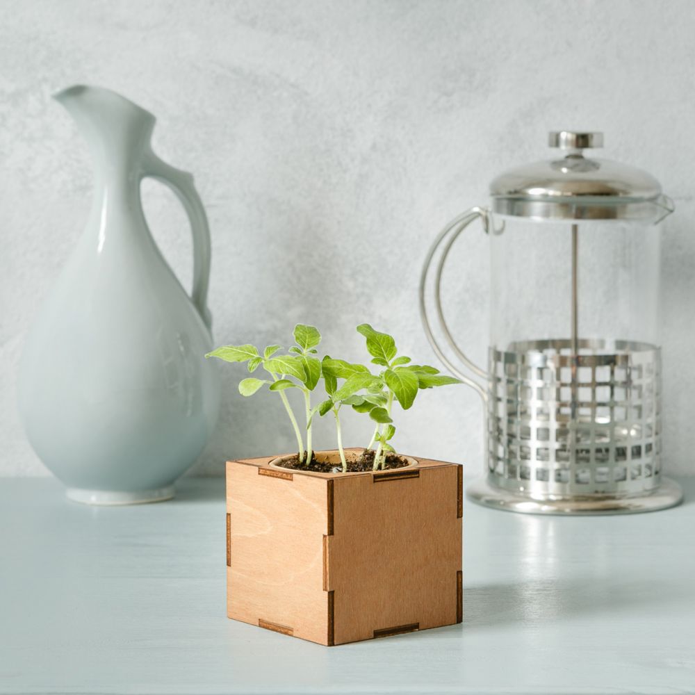 Набор для выращивания «Экокуб Lite», ель голубая (Изображение 4)